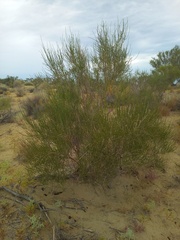 Haloxylon ammodendron