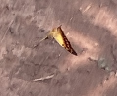 Charaxes candiope