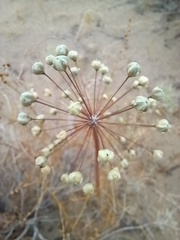 Allium sabulosum