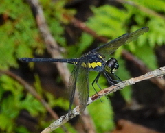 Agrionoptera longitudinalis