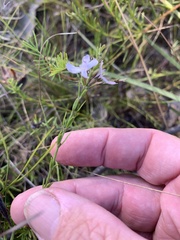 Westringia tenuicaulis
