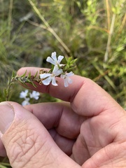 Westringia tenuicaulis