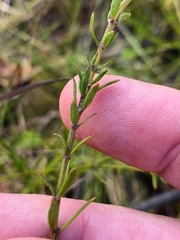 Westringia tenuicaulis