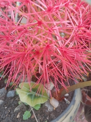 Scadoxus multiflorus