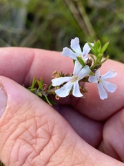 Westringia tenuicaulis