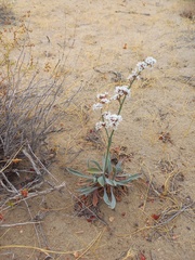 Goniolimon callicomum