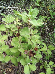 Cistus
