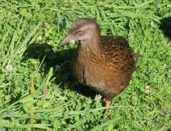 Gallirallus australis australis