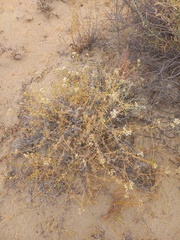 Acanthophyllum pungens