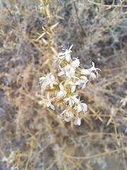 Acanthophyllum pungens