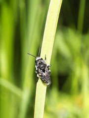 Melecta curvispina
