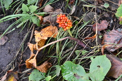 Arisaema amurense