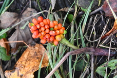 Arisaema amurense