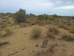 Acanthophyllum pungens