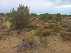 Acanthophyllum pungens