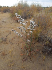 Goniolimon callicomum