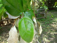 Heteropsilopus ingenuus