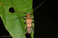 Glenea diversesignata