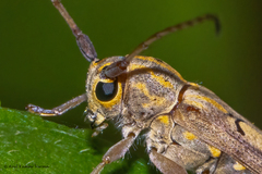 Glenea diversesignata