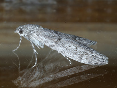 Heteromicta pachytera