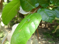 Heteropsilopus ingenuus