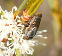 Stomorhina subapicalis