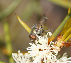 Stomorhina subapicalis