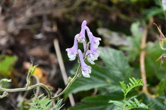 Aconitum alboviolaceum