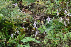 Aconitum alboviolaceum