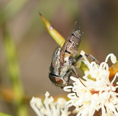 Stomorhina subapicalis