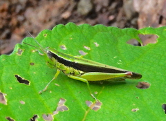 Oxyini