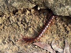 Scolopendra dehaani