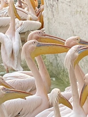 Pelecanus onocrotalus