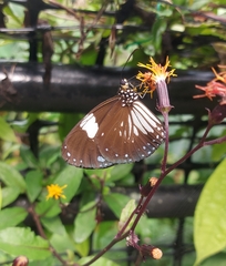 Euploea radamanthus