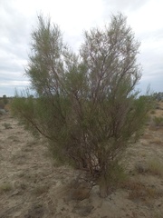 Haloxylon ammodendron