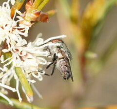 Stomorhina subapicalis
