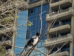 Corvus cornix