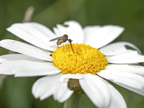 Cyrtosia canariensis