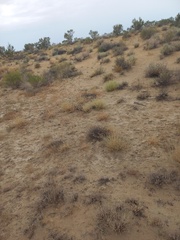Haloxylon ammodendron