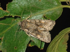 Dichonia convergens