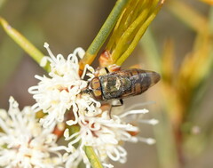 Stomorhina subapicalis