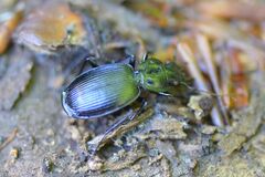 Licinus hoffmannseggii