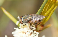 Stomorhina subapicalis