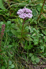Eupatorium lindleyanum