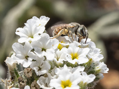 Halictus concinnus