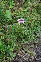 Eupatorium lindleyanum