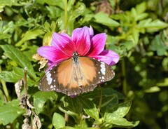 Danaus petilia