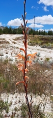 Watsonia stokoei