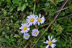 Aster hispidus
