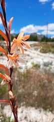 Watsonia stokoei